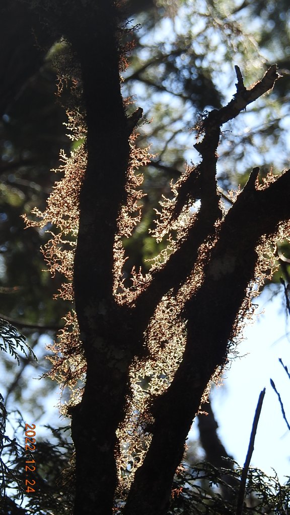 12/24寒流追霧淞槓龜，石碇二格雲海&太平山雲霧飄渺&首登小百岳-三星山_1966274