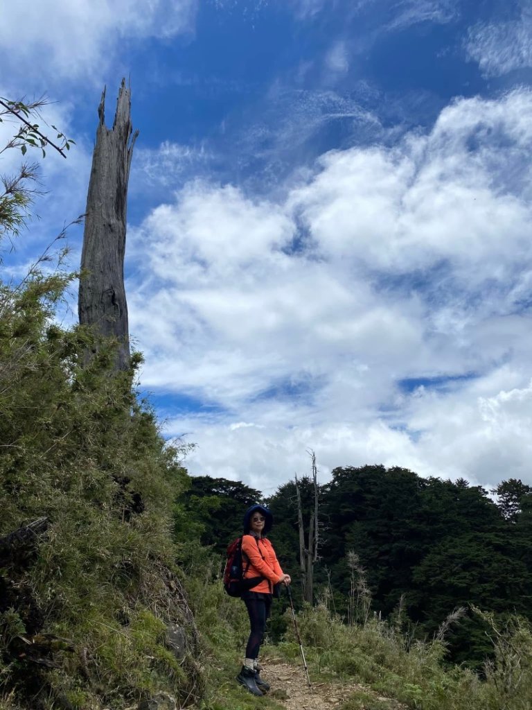 塔塔加黑森林_2668032