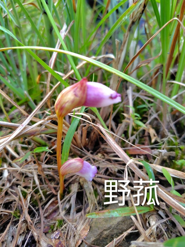 渭水之丘 烘爐地山 抹茶山 三角崙山_2938720