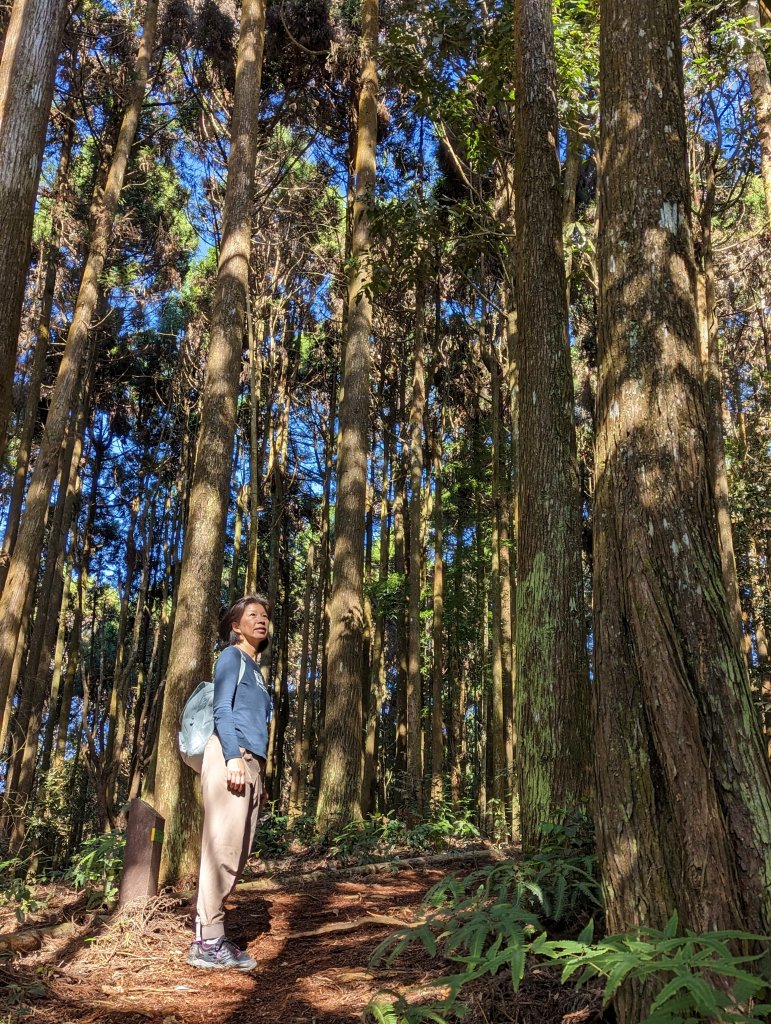 【雲林古坑】木馬古道 石壁風景區_1960763