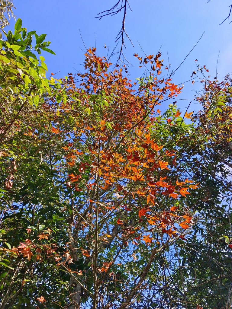 馬那邦山看楓紅/遠望聖稜線/180度大景視野_2358877