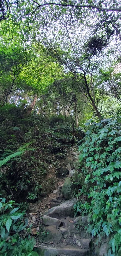 2023-11-25溪頭鳳凰山步道_2360973