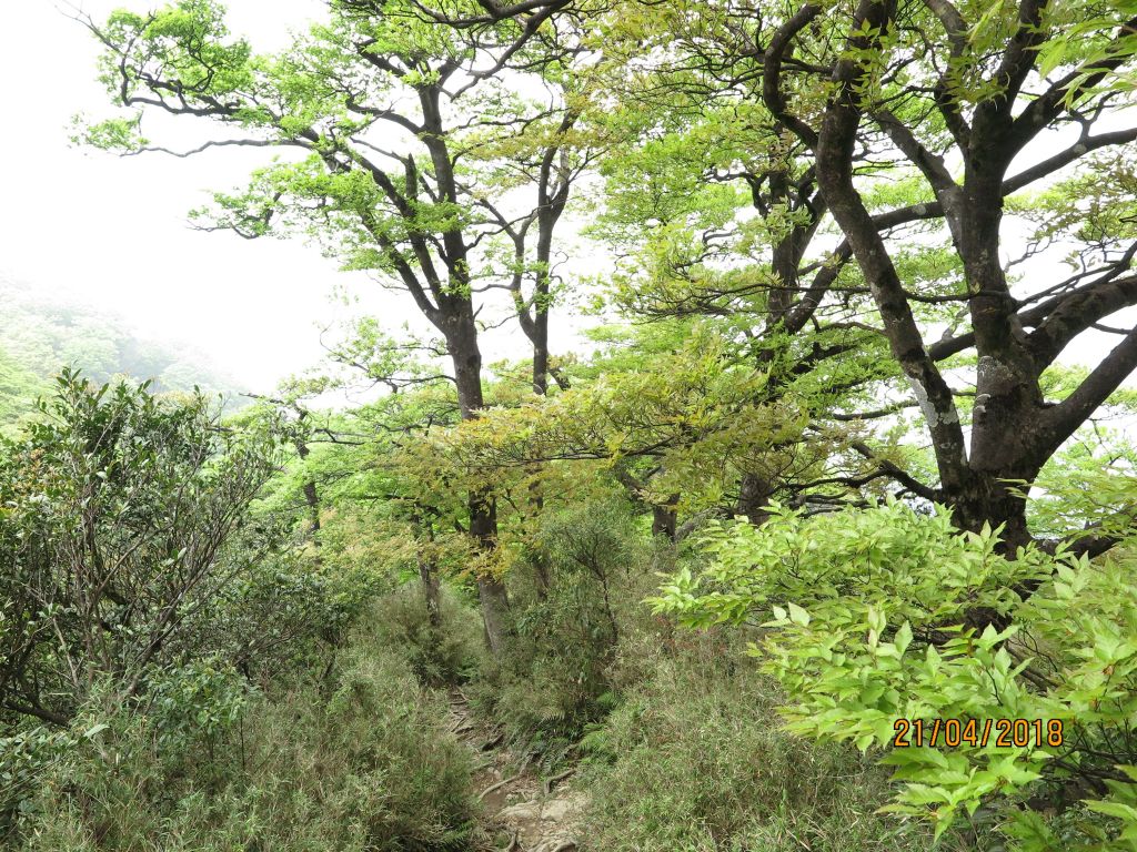 北插翠綠山毛櫸饗宴_321396