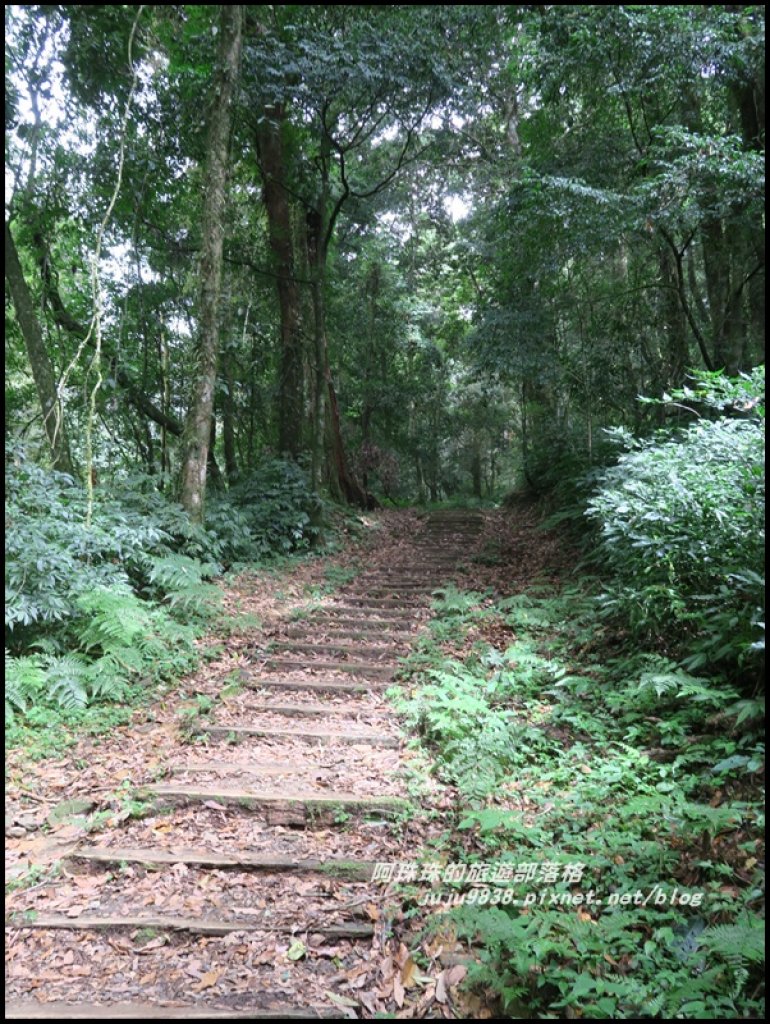 嘉義。特富野古道。鐵道森林最美的步道_422593