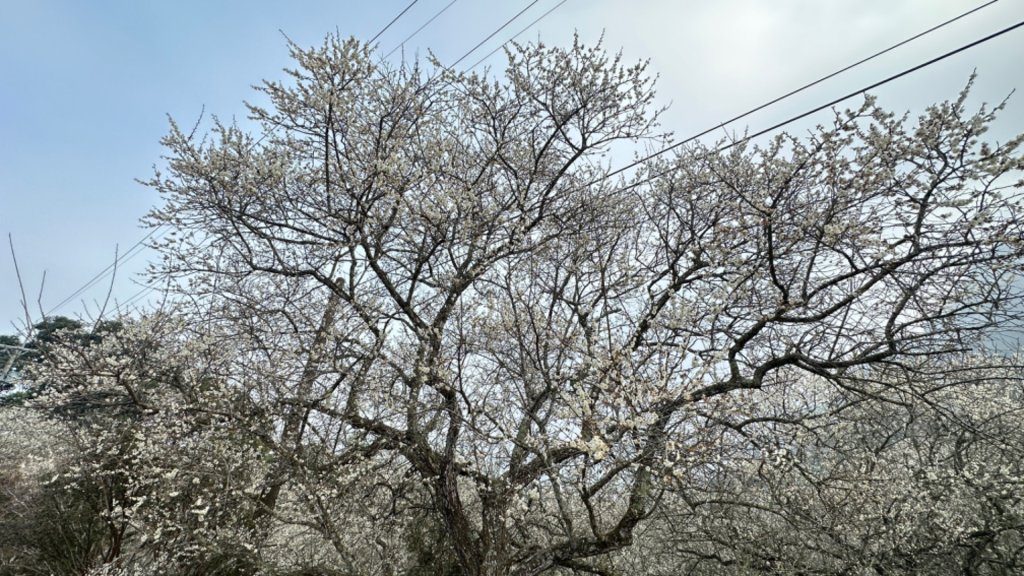九份二山 集集大山 九尖賞梅封面圖