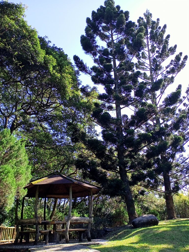桃園大溪石門水庫楓林步道、齋明寺古道【南山神壽任務】_1963888