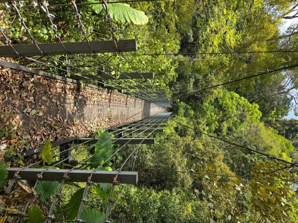 谷關松鶴橋對面的德芙蘭生態步道順登東卯山西南峰_2748303