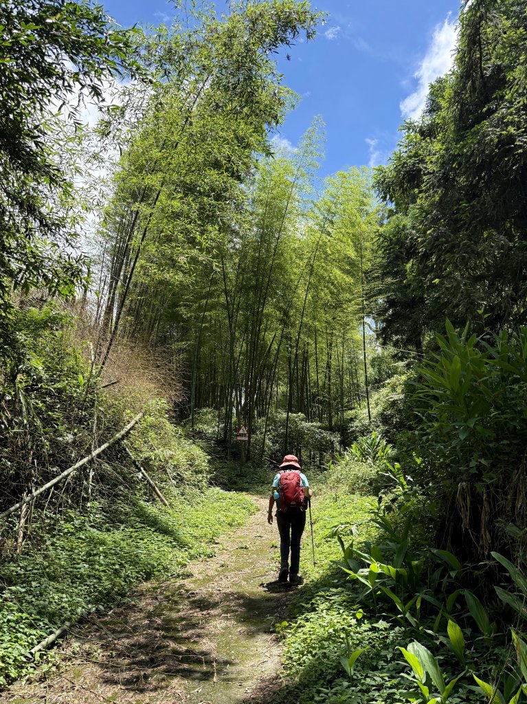 阿里山 奮瑞古道 20250628_2827175