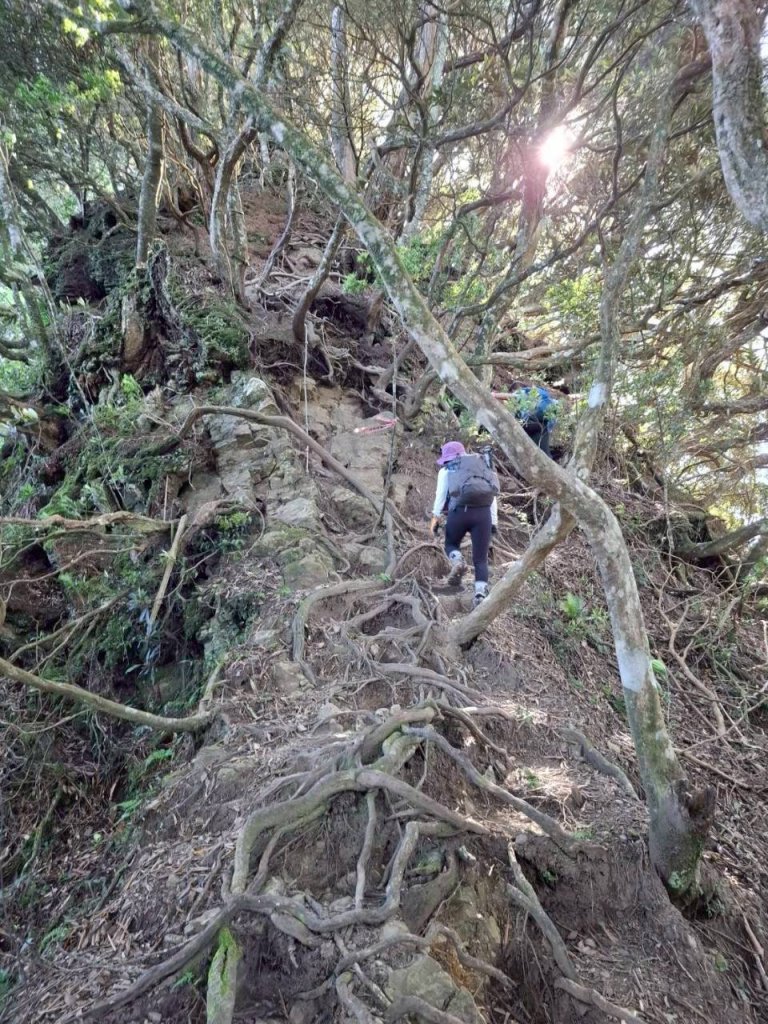 🌈11/9(日)高島縱走~高台山連走島田山山徑✨FB：熊熊趴爬走🌈_2932476