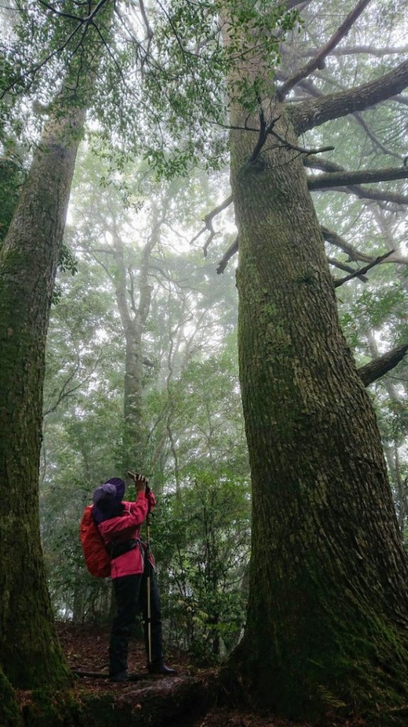 屯野生台山、石麻達山_918027