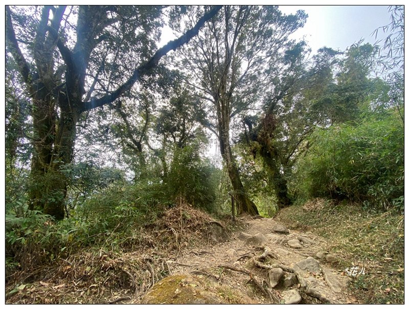 大凍山、頂湖步道 O型ㄧ圈_2984169