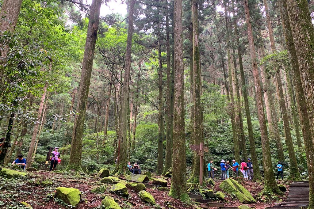 桃園復興｜東眼山自導式步道｜漫步仙氣柳杉林．清涼系小百岳_1748512