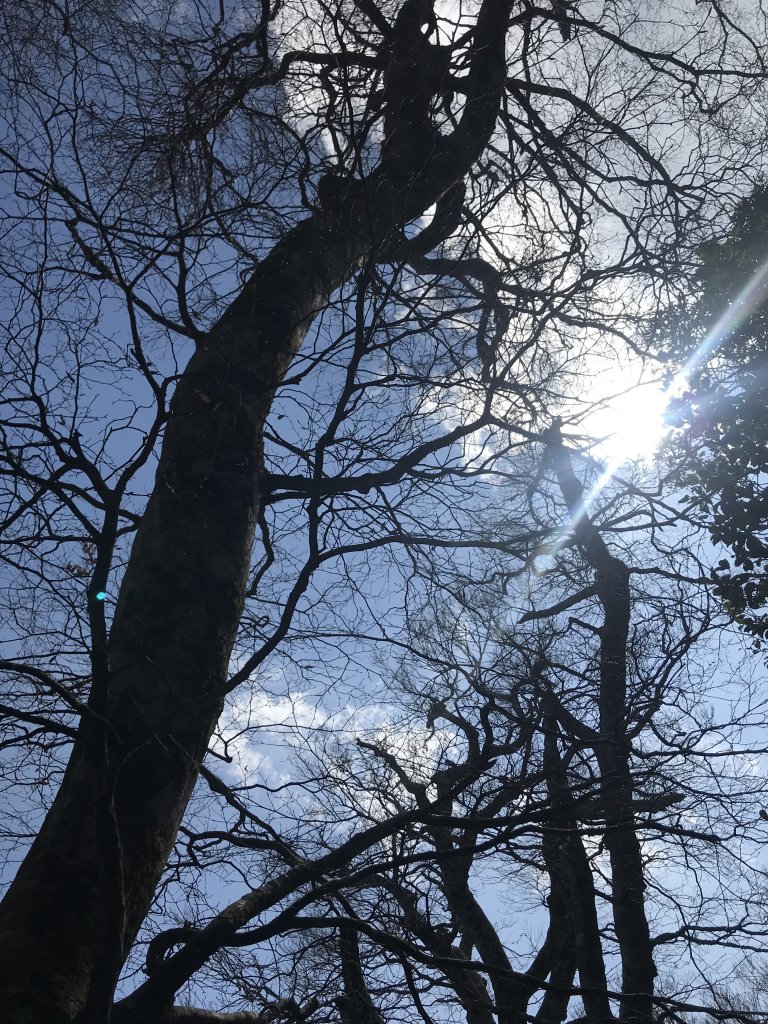 內鳥嘴山→ 那結山→ 外鳥嘴山 O形縱走_1261867