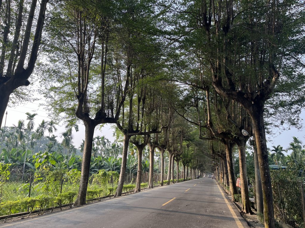 [全臺走路趣尋寶-23/71] 2023_1202 泗林健走步道-潮州綠色隧道封面圖