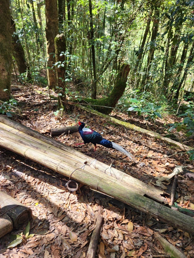 【南投】留龍頭連走金柑樹山及嶺頭山_2040871