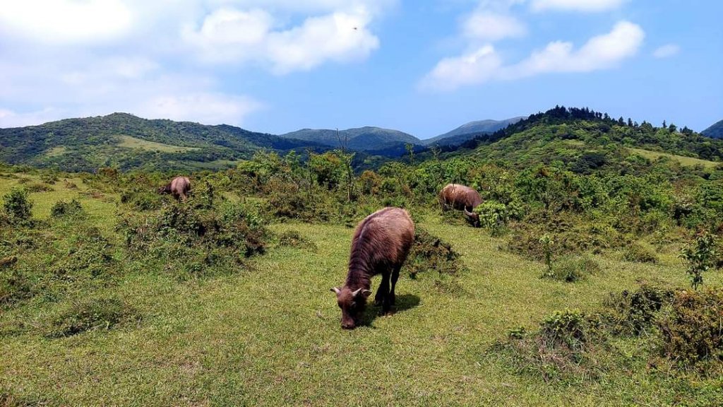 幽林雅徑夢幻古道，綠茵草原牧牛桃花源_1992783