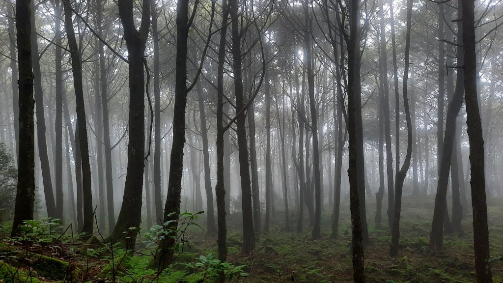 《台中》迷霧巨木為伴｜走訪大雪山船型山20210904_1454208