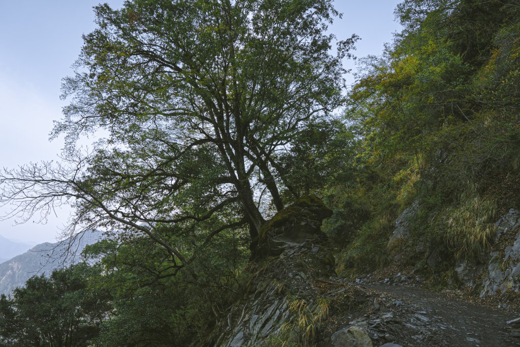 Mt.Dabajian -白霧大霸_914553