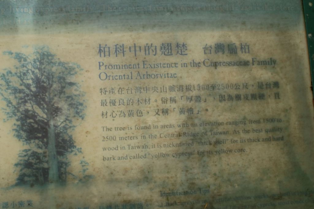 鐵杉林自然步道_235929