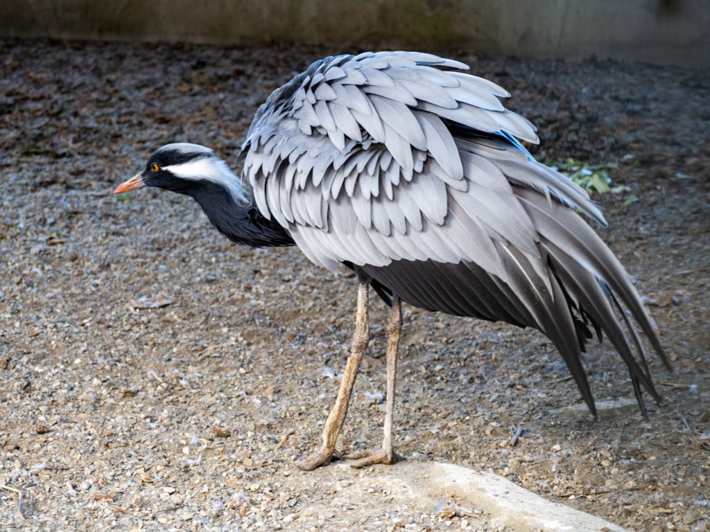 鳳凰谷鳥園_2961164