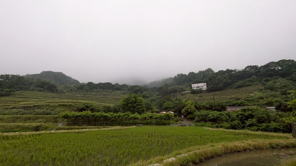 114.05.04三芝桐花步道-百年田梯步道-大鵬足湯公園_2779937