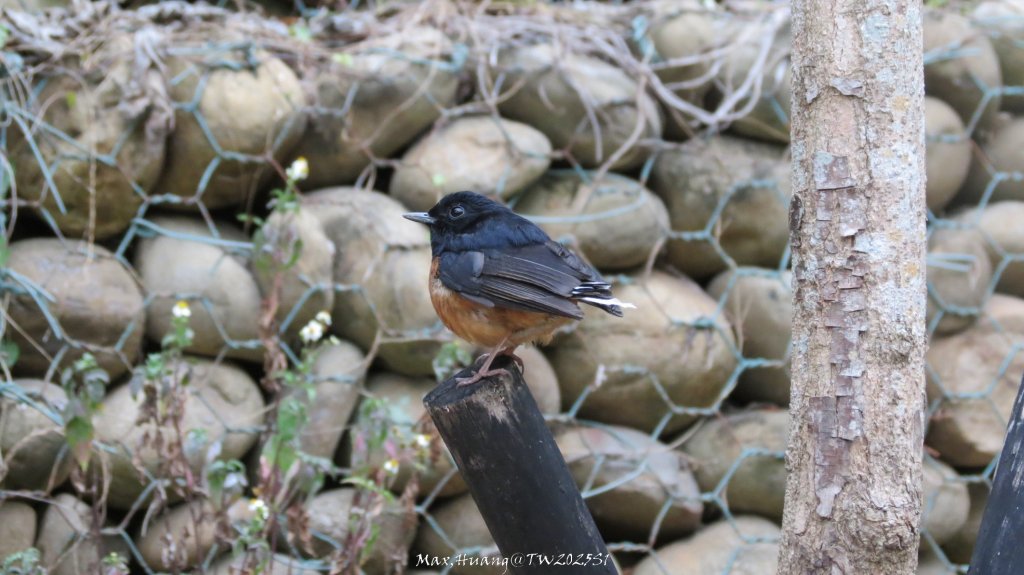《台中》桃李爭妍｜竹坑南寮步道上竹坑山接瑞井步道O繞20250209_2710152