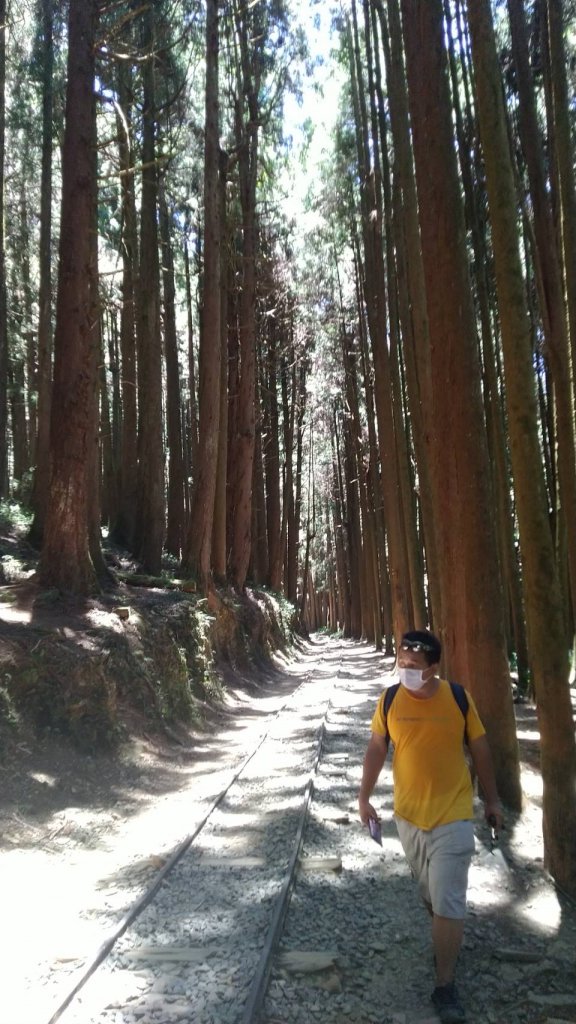 嘉義百大步道：特富野古道_1390327