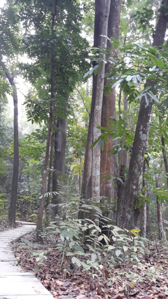 步道巡訪員│四大天王山步道三月巡訪日誌_871285