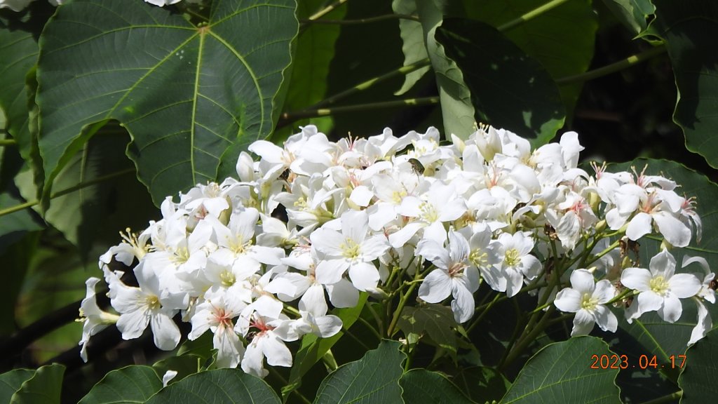 石碇十三股山/小格頭日出雲海+賞 #西施花 #松月櫻 孤挺花&桐花_2116902