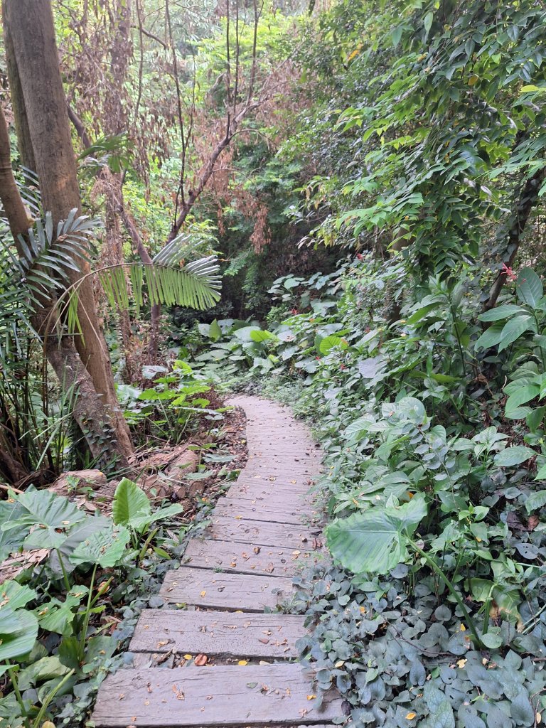 桃源里森林步道+龍鳳谷步道+坑子內山20250906_2880249