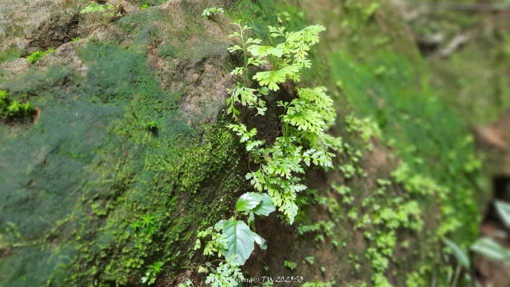 《苗栗》關刀出關｜三義關刀山出關古道(聖關段-苗56)20250905_2878776