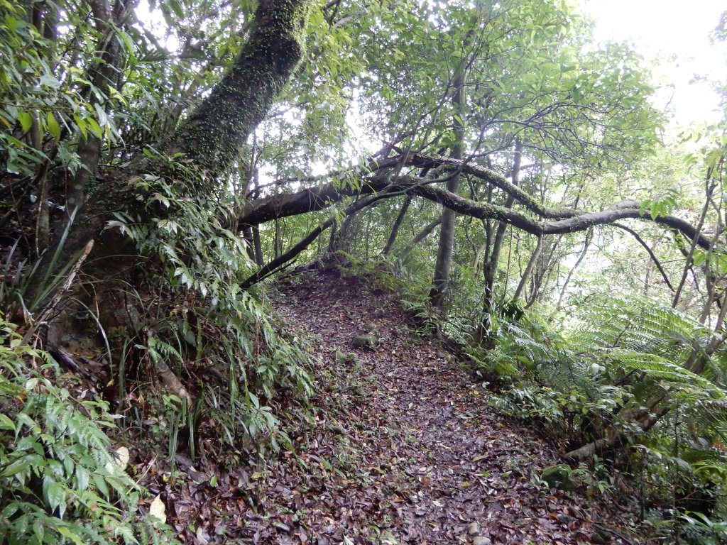 20190511_幼坑古道_584073