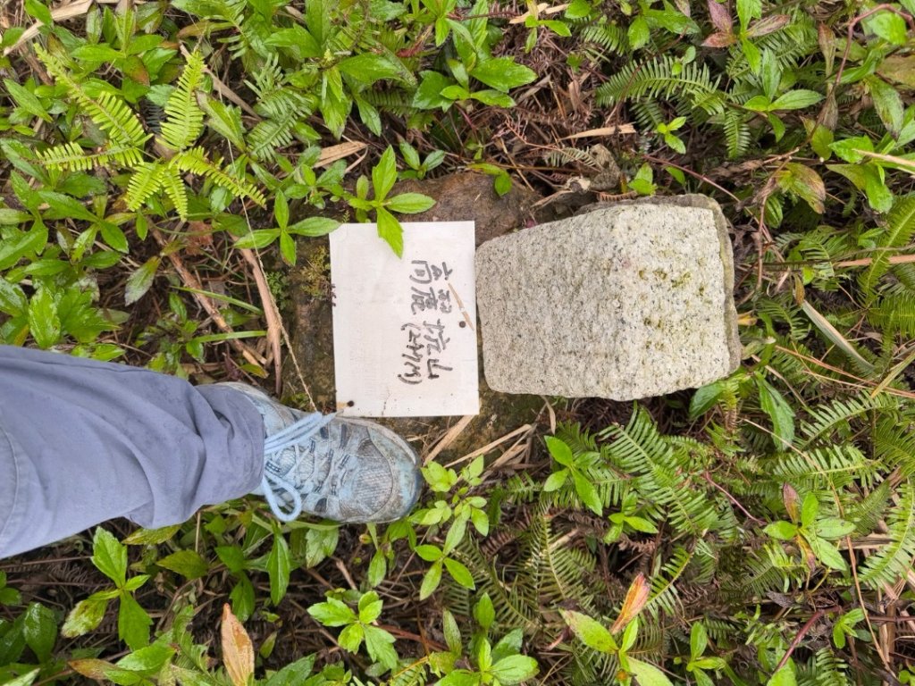 2025元旦 新店獅頭山（小獅山）順遊 高麗坑山，員潭子坑山，待荖坑山，樟湖山，樟山 出政大_2680978