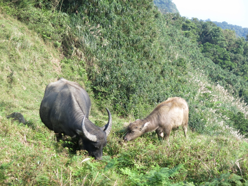 桃源谷稜線菁華縱走_48576