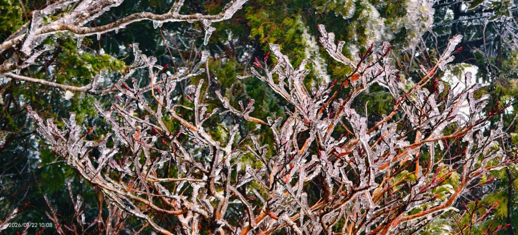 #太平山 #望洋山 #霧淞 1/22_2986074