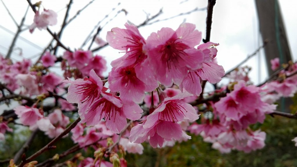 20200118 大溝溪到風櫃嘴_817987