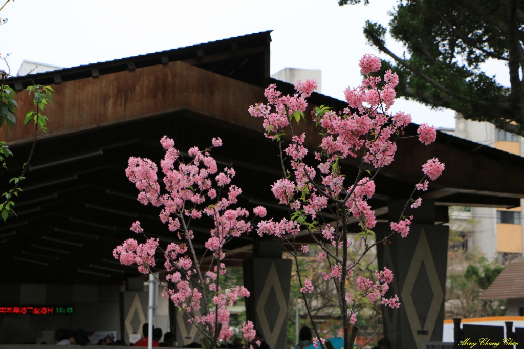 20160405~北投公園_33981