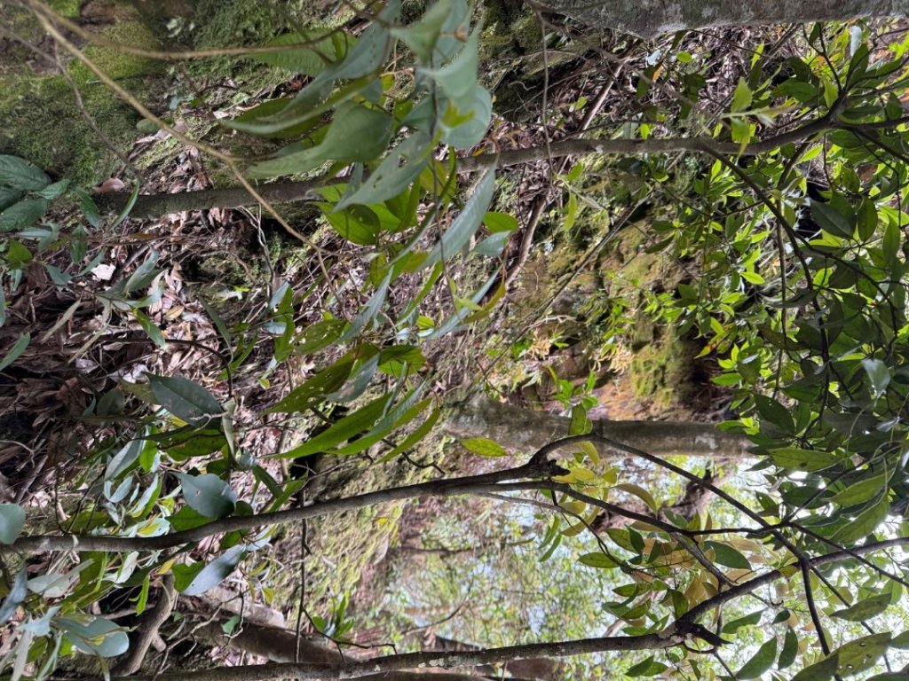 桂山路197巷 》呂奔山北峰 》呂奔山 》阿玉壩_2755813