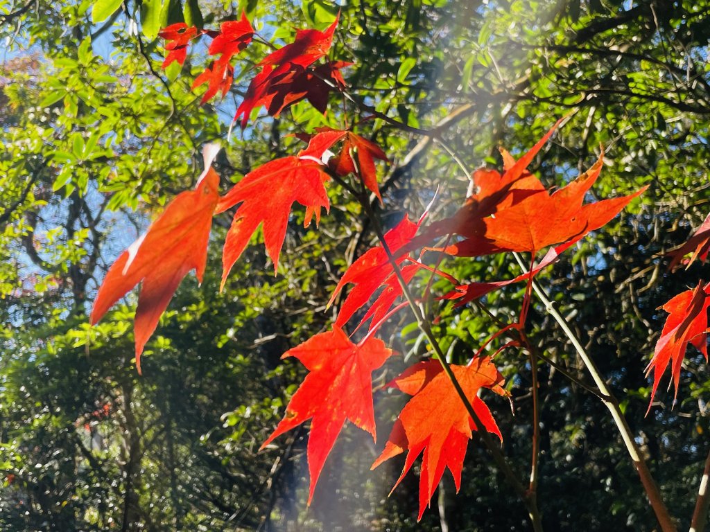 馬拉邦山-楓情萬種_1545580