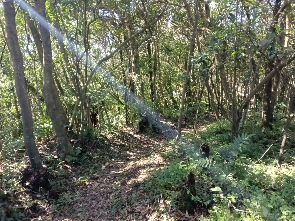 基隆市界寮縱走之七分寮山+友蚋山+印地安頭像+七汐農路O型_2967976