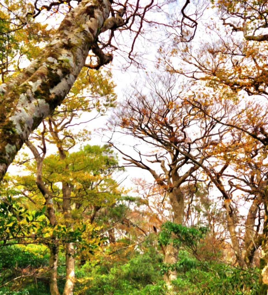 【中級山 】北得拉曼巨木步道，連走內鳥嘴山_2742198