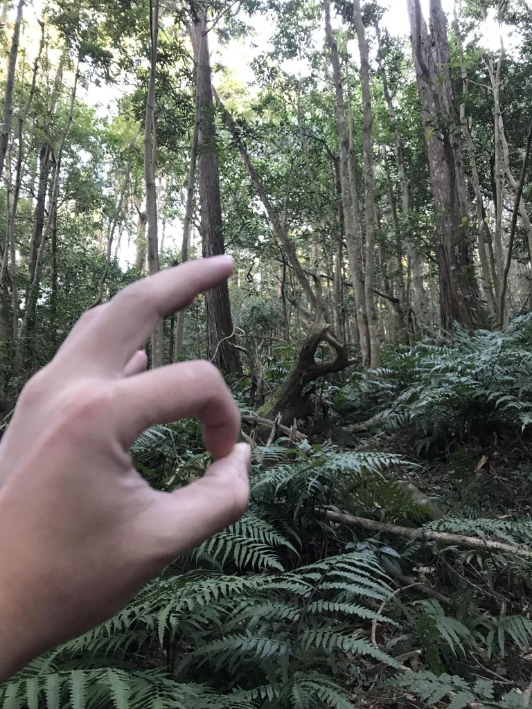 1061223內鳥嘴山、北得拉曼步道_229579