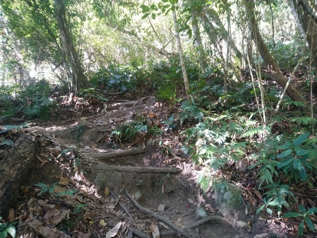 虎山 由易到難 漸進式 健身步道_855761