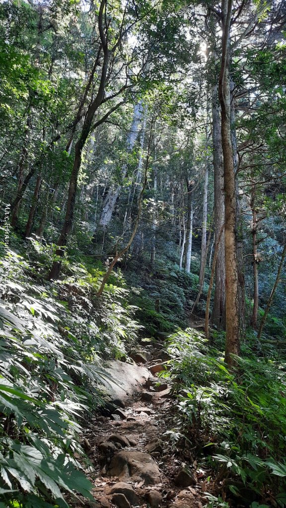 《新竹》斷崖神木｜北得拉曼步道小P繞20251017_2917475