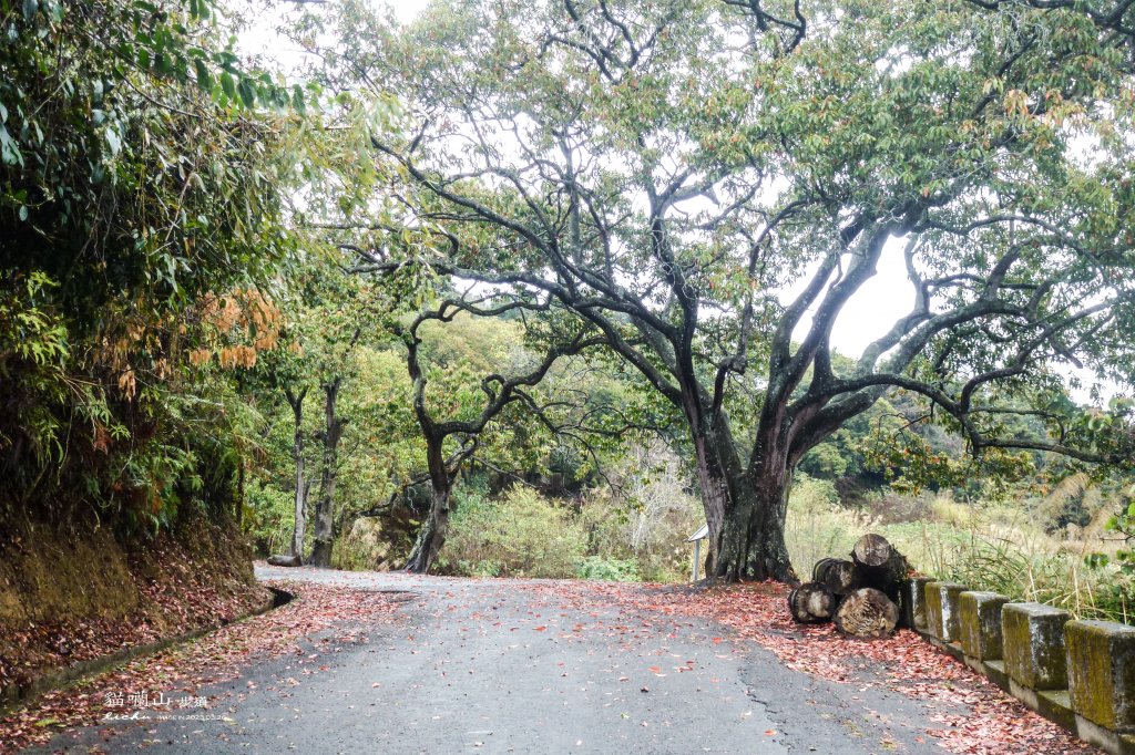 南投縣魚池鄉~貓囒山_2143501
