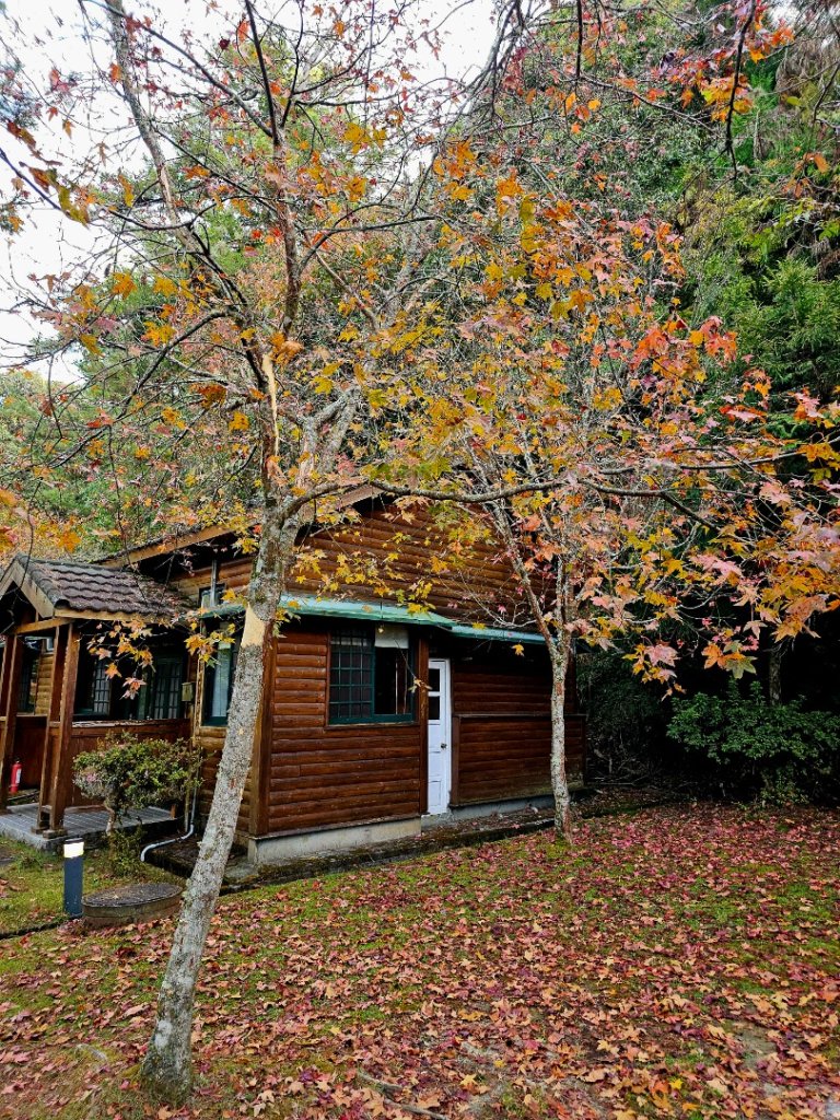 大雪山森林遊樂區森林浴步道_2966009
