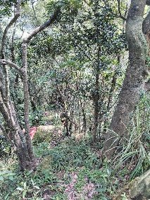 平湖、灰窯山岩稜連走_636221