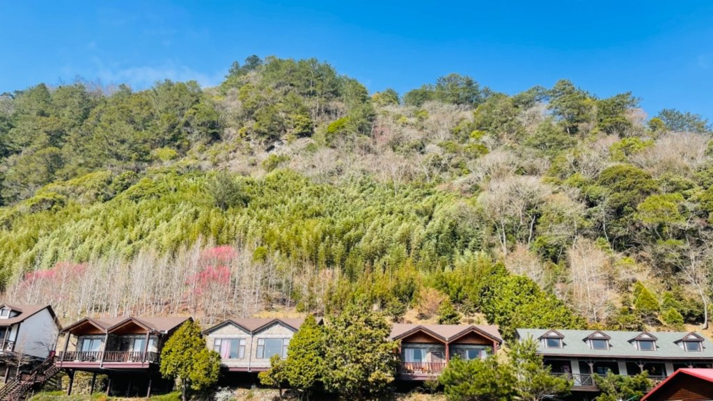 1100219司馬庫斯櫻花_1277767