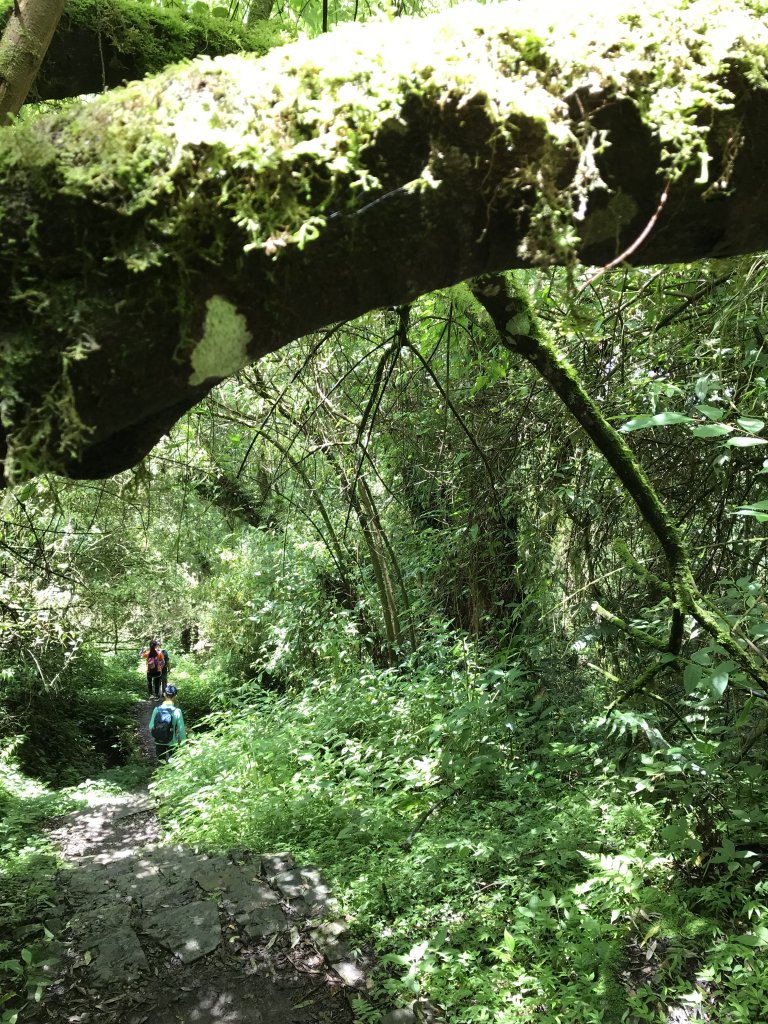 109年6月26日特富野古道_1027163