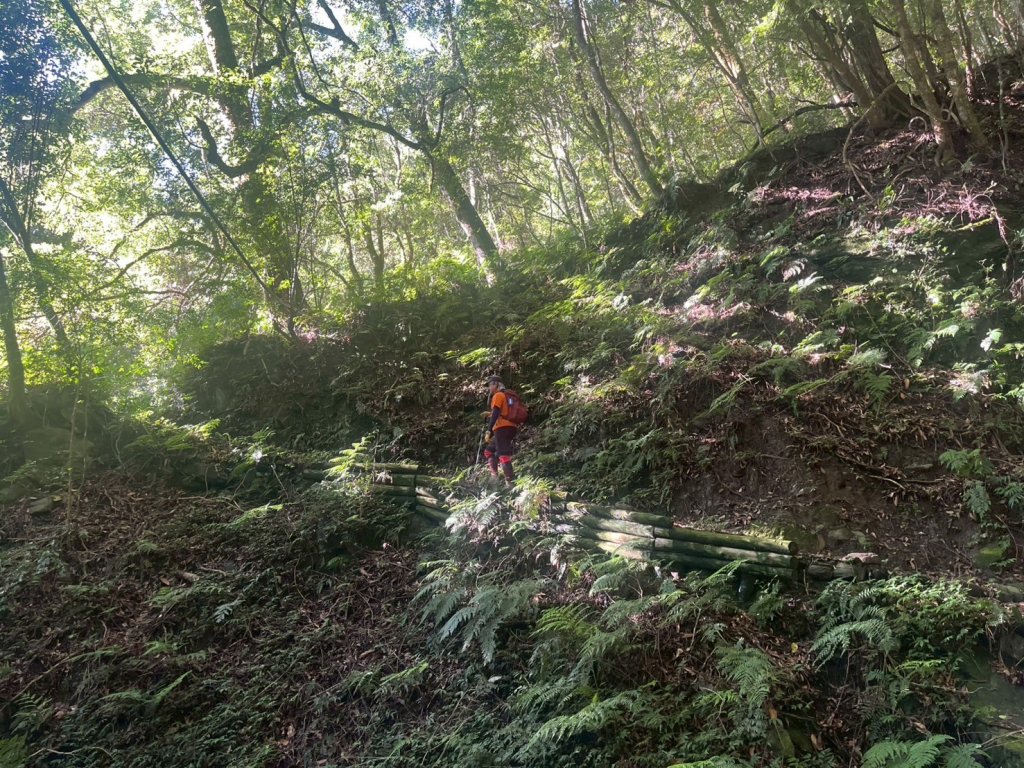 新竹 尖石 鎮西堡巨木群步道A線巨木群 毒龍潭_2884733